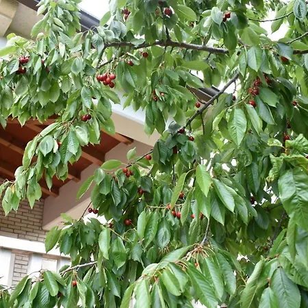 Апартаменты Leone Бртонигла